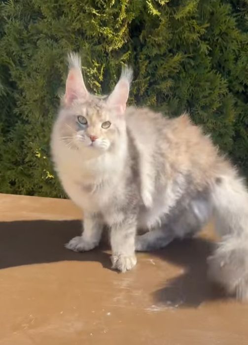 Котенок Мейнкун. 65000
