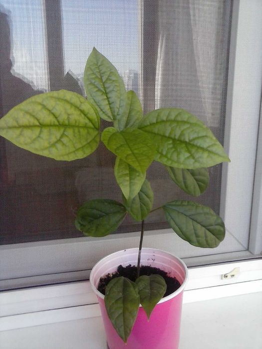 Клеродендрум Томпсона