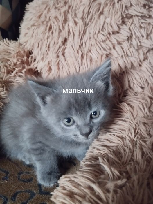 Персидские котята