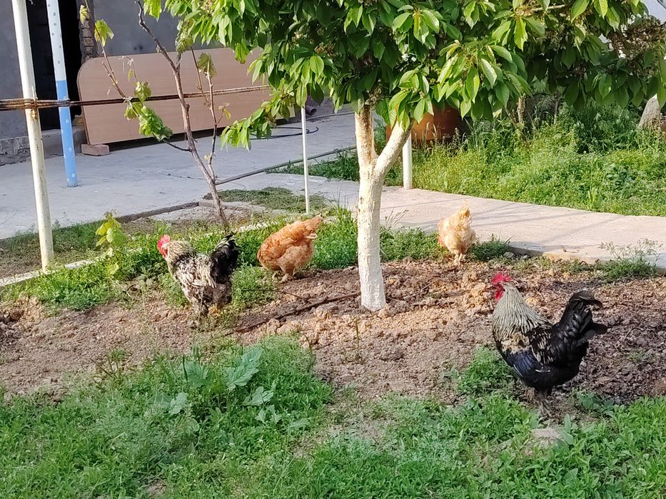 Петух / Хурозлар сотилади