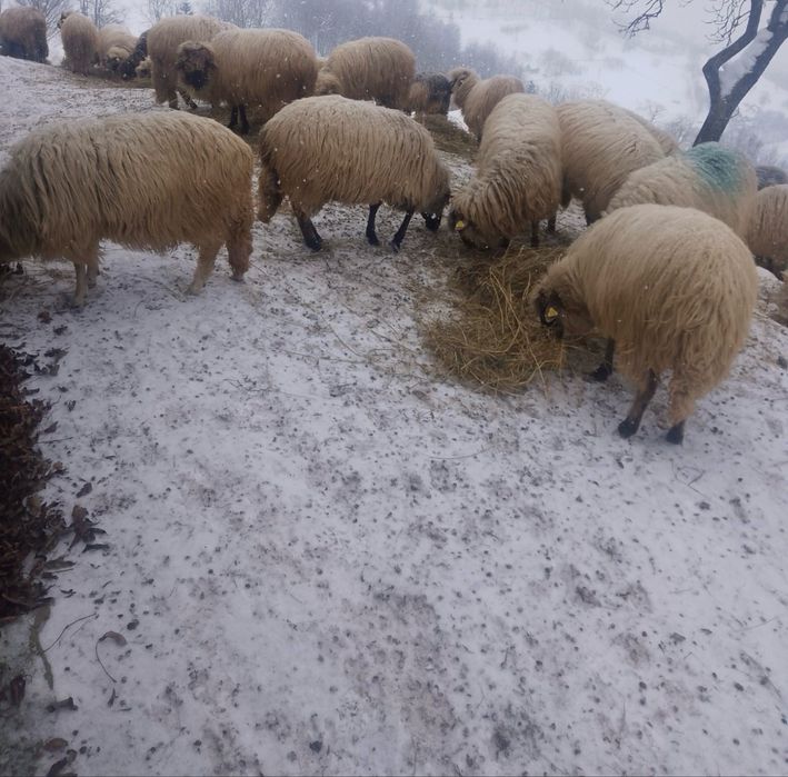 oi turcana de vanzare