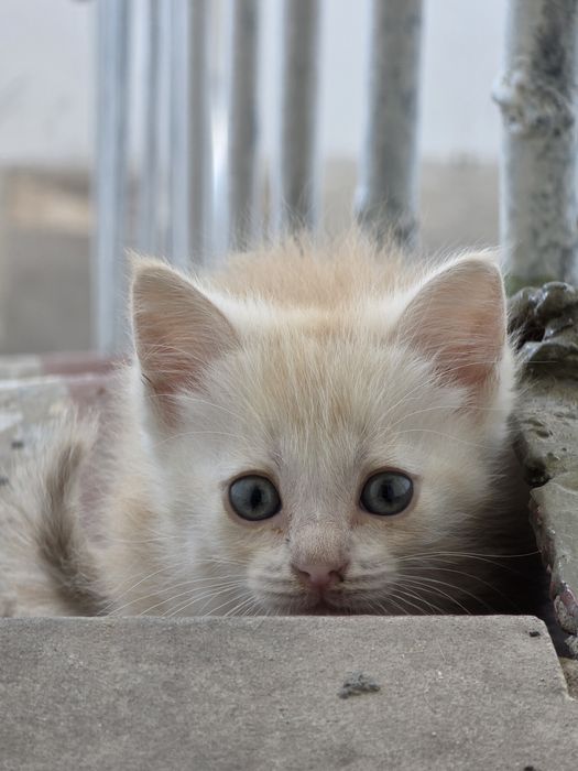 Котенок в добрые руки