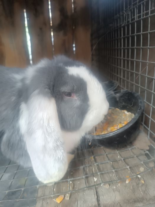 Продам  кролика.