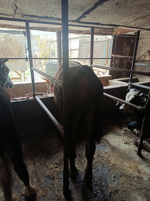 2ta semiz buqa sotiladi