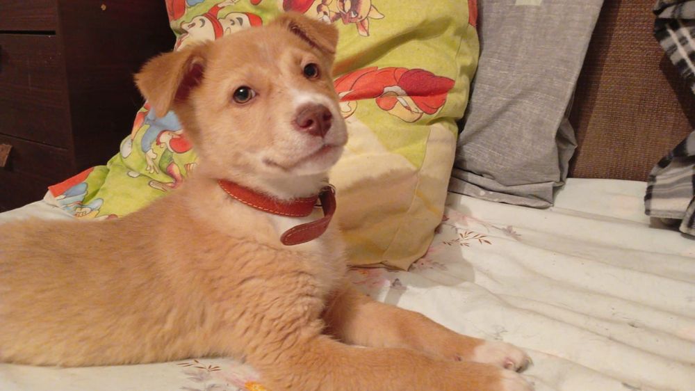 Отдам щенков в добрые руки