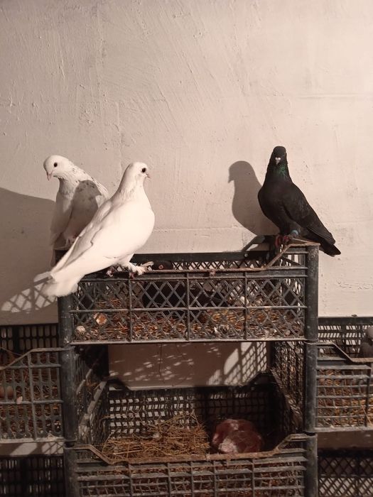 Голуби Продаются