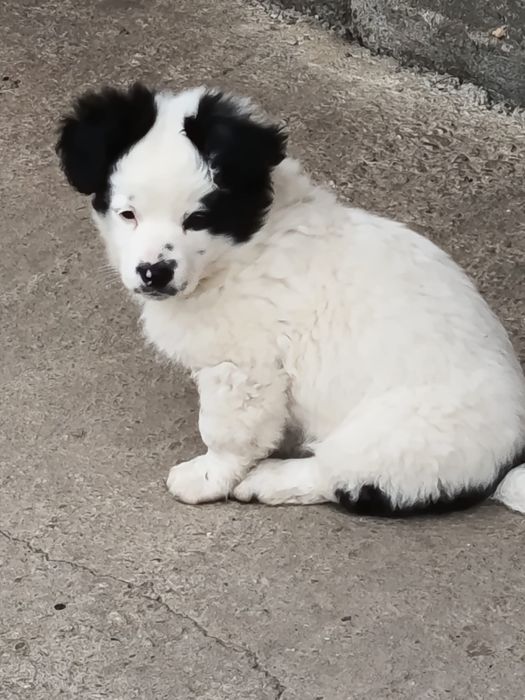 Cățel Bichon Havanez