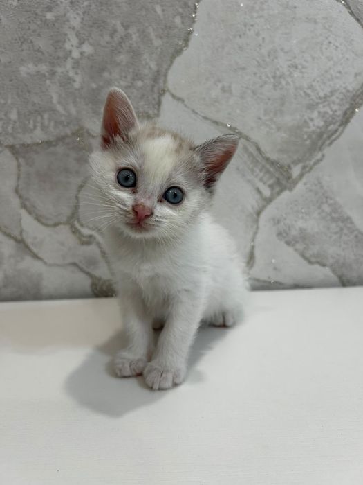 Животные кошки котята