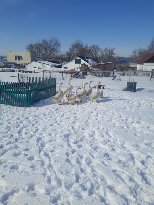 Продам гусаков на племя