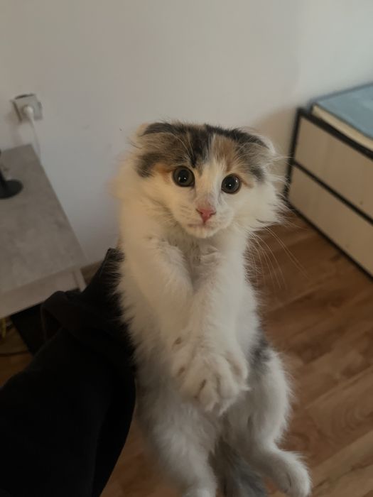 Отдаю кошку ,лоток есть,девочка