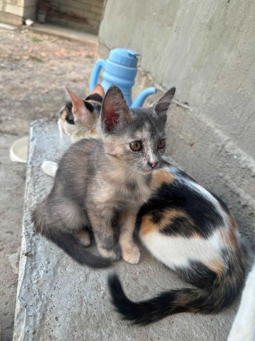 Кошка в добрые руки