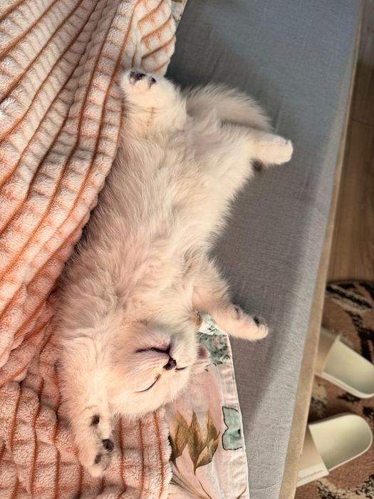 British shorthair Silver