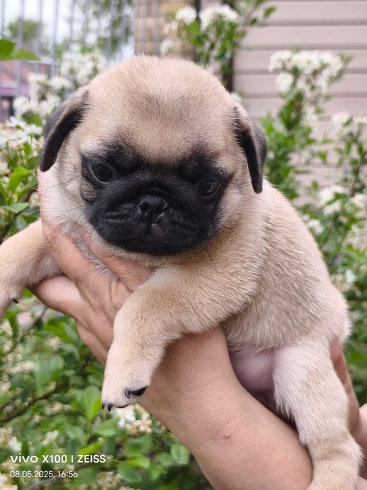 Очаровательные щенки мопса.