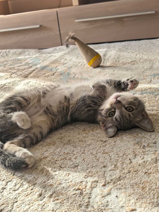 Отдам котенка бесплатно