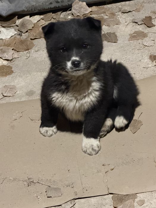 Отдам в добрый руки щенят