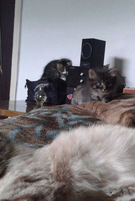 Отдам котят, пушистых