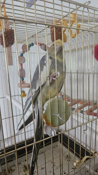 Продам попугай карелл с клеткой