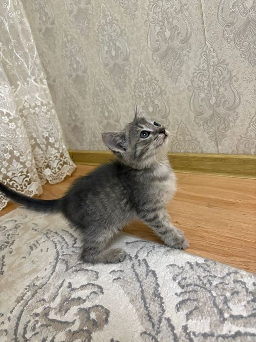 Отдам в добрые руки