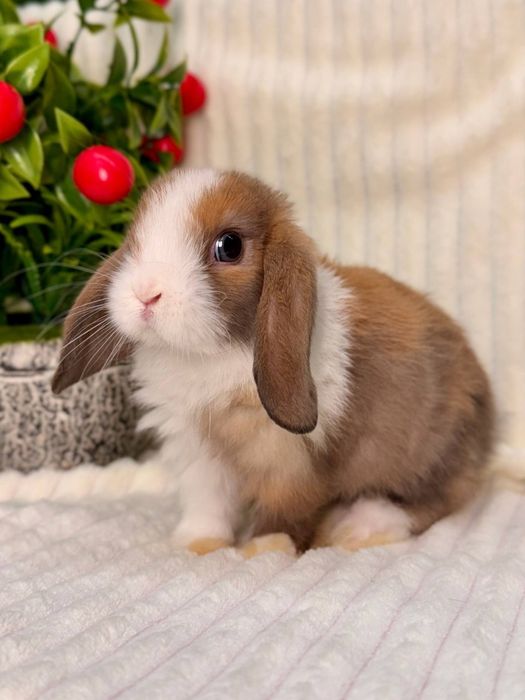 QUYON BOLASI. Dekorativ Karlik Baran quyonlar. Qafaslariyam bor