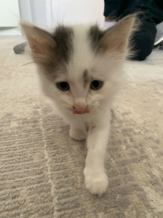 Маленький кот отдам