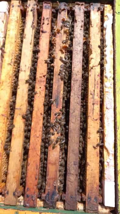 Vând familii de albine!