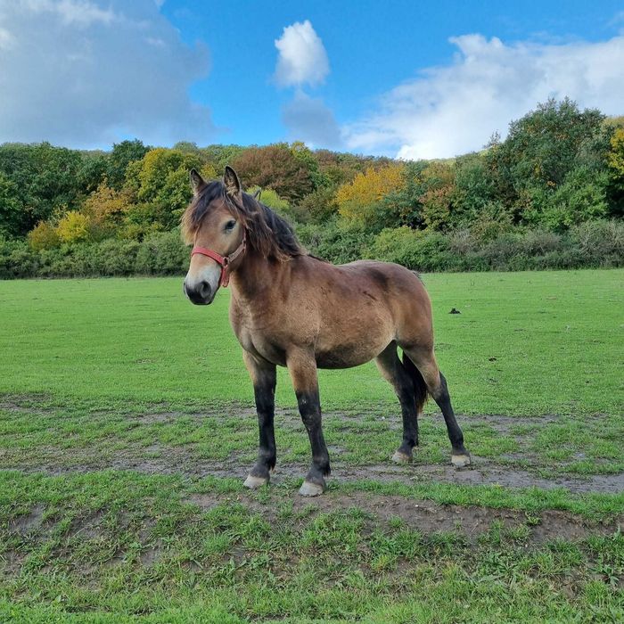 Vând 2 mânze si un mânz