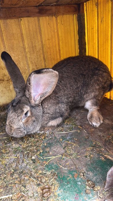 Pereche iepuri urias german