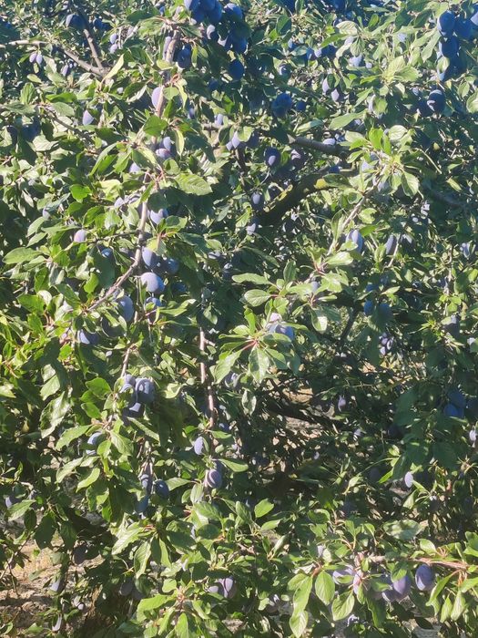 Prune Stanley de vânzare