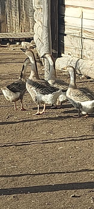 Продам гусинные яйца