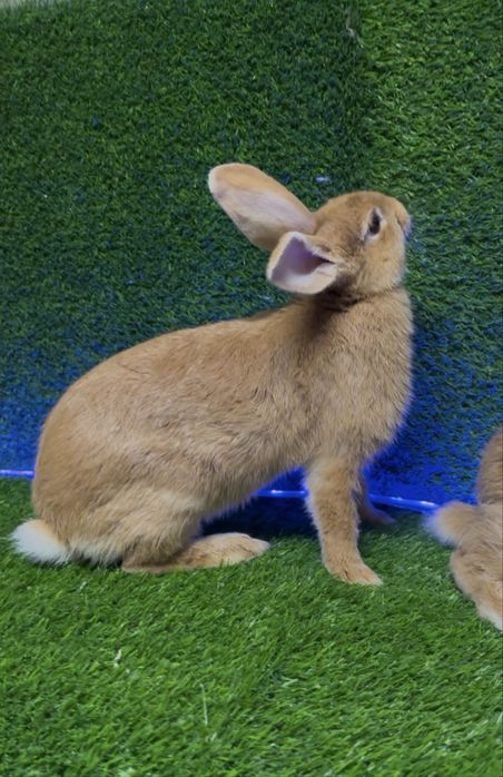 Burgund para quyon sotiladi 3 oylik