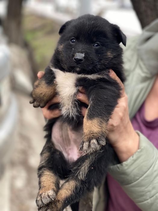 Бездомные щенки девочки и мальчики