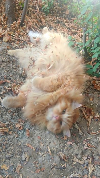Отдадим кота в хорошие руки.
