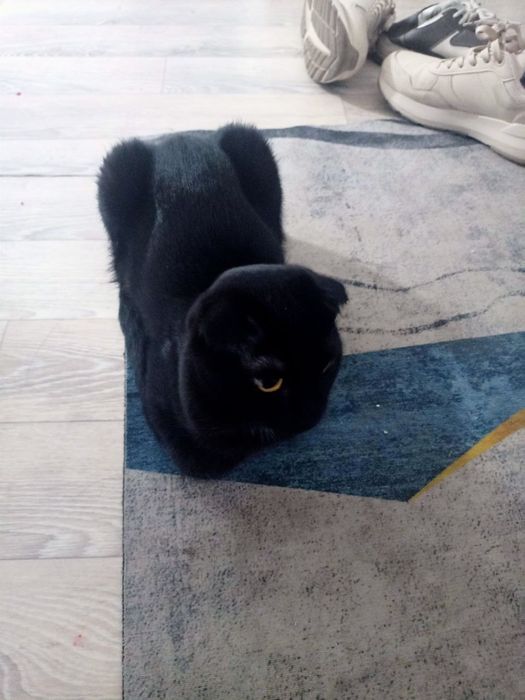 Отдаем кота шотландской породы