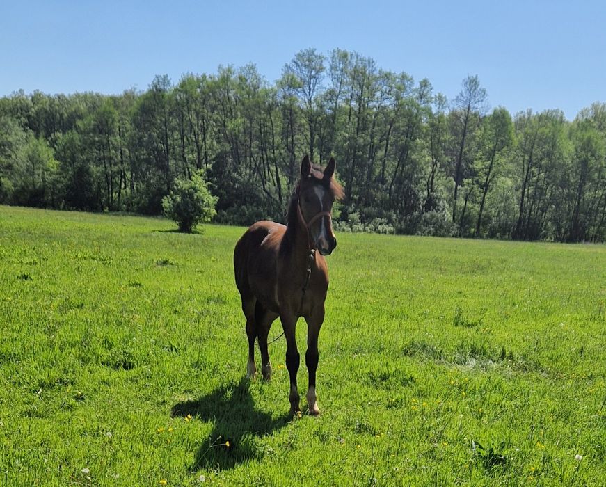 Vând mânz de 1 an și 7 luni