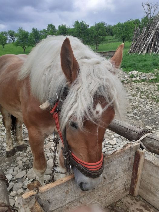 Mânz de vanzare de 3 ani Salva