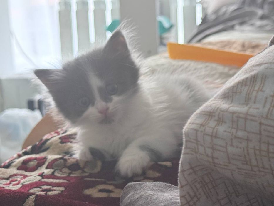 Котенок Алматы девочка
