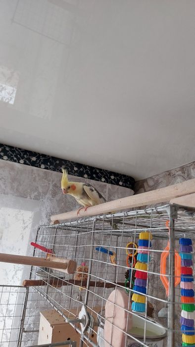 Девочка корелла с клеткой