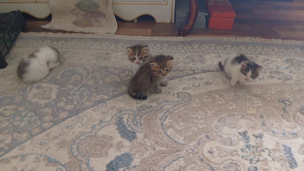 Продам вислоухих котят