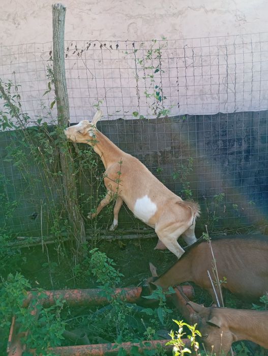 15 capre plus țapul