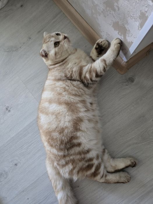 Кот скоттиш фолд