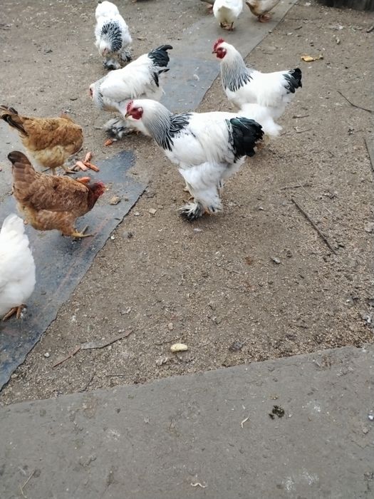 Păsări Brahma de vânzare