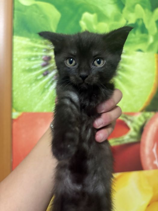 Котята в добрые руки! Очень ласковые