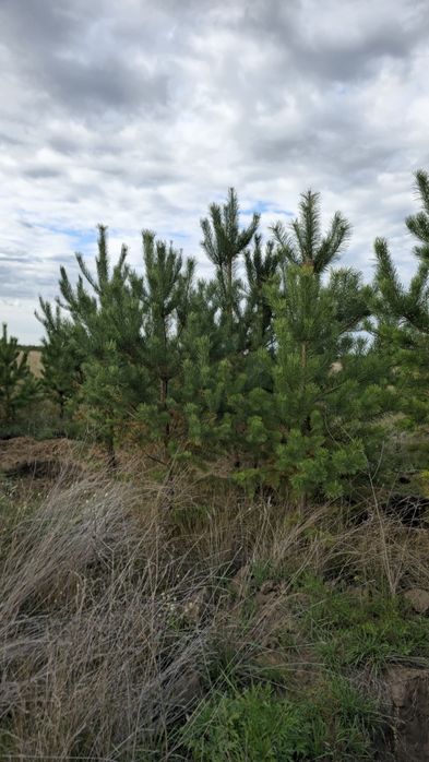 Сосна обычная крымская