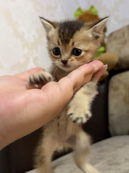 Шотландские котята