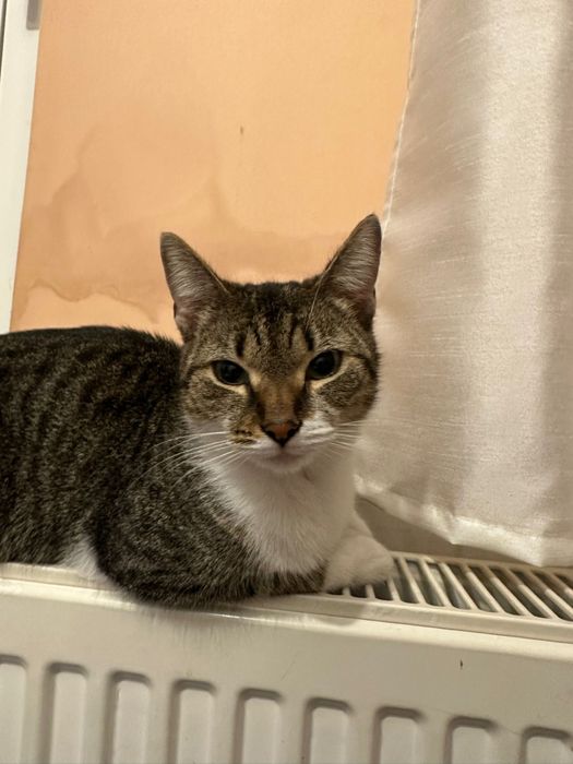 Donez pisicuta felis