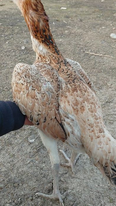 Дакан Мекен на продаже