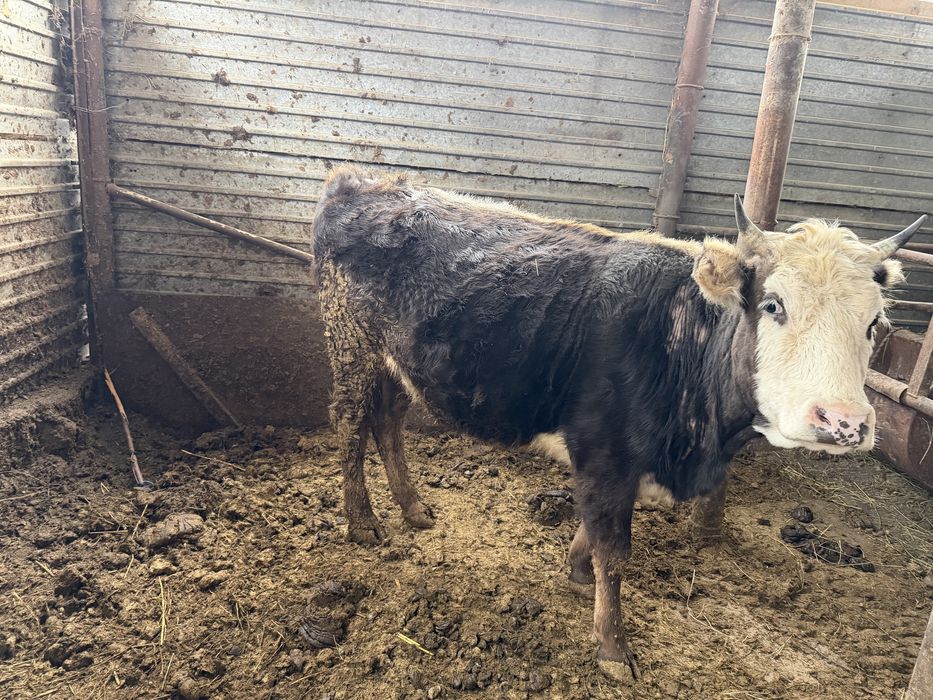 Сиыр құнажын сүтті корова