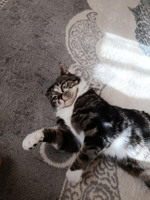 Котик ищет дом мальчик 2 года