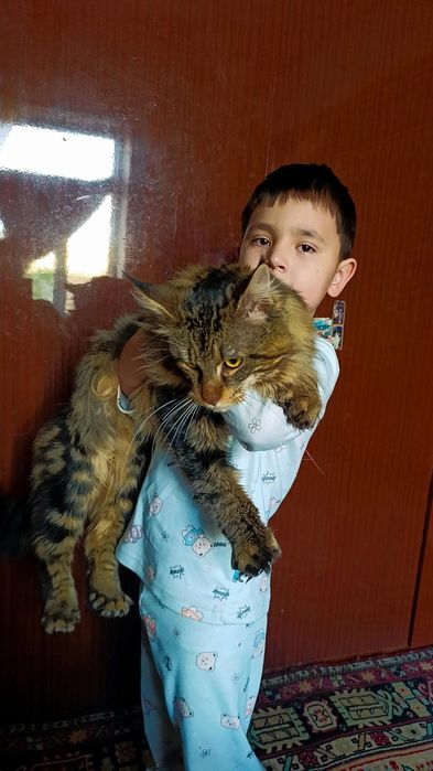 Котята мейн-кун 4 шт