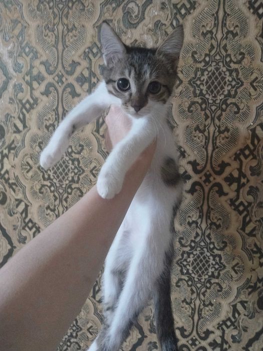 Отдаю котят в добрые руки